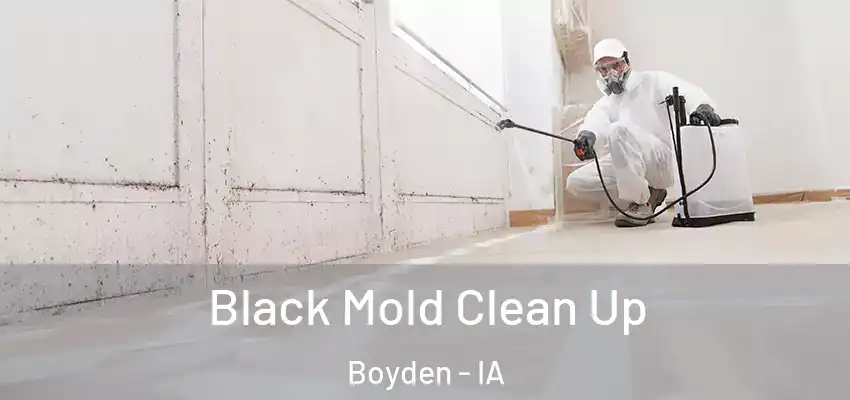  Black Mold Clean Up Boyden - IA