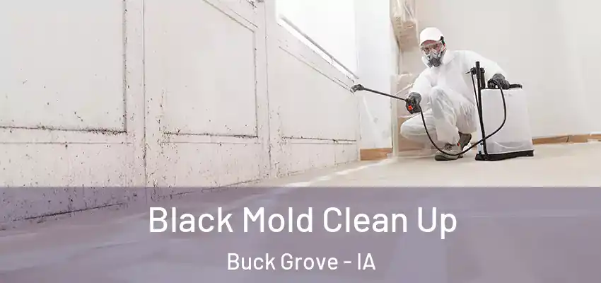 Black Mold Clean Up Buck Grove - IA