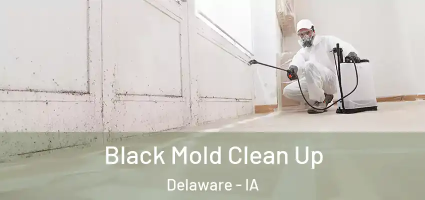 Black Mold Clean Up Delaware - IA
