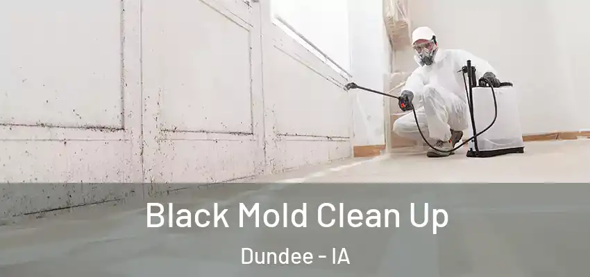  Black Mold Clean Up Dundee - IA