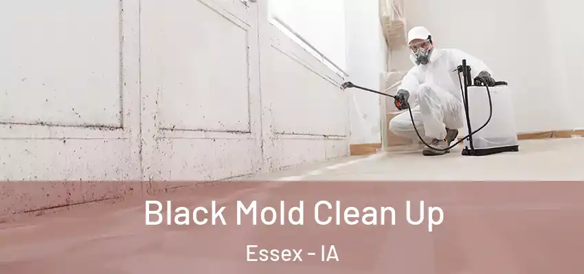  Black Mold Clean Up Essex - IA