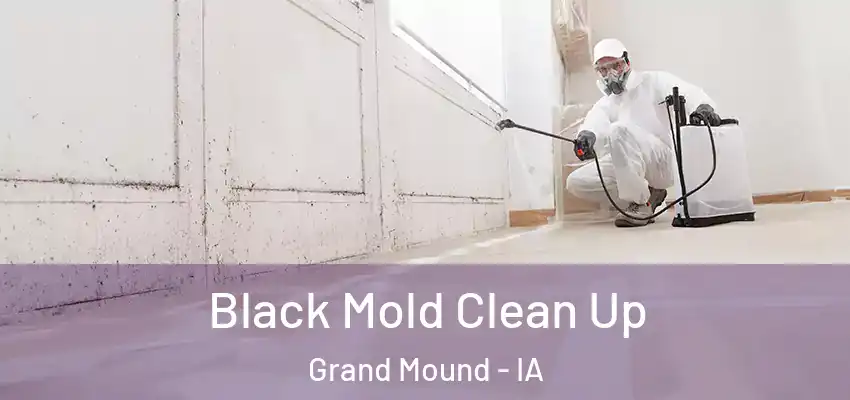 Black Mold Clean Up Grand Mound - IA