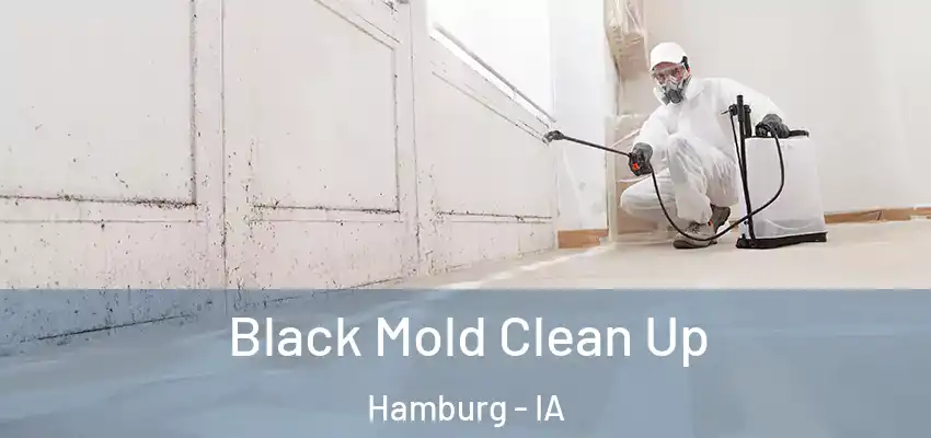  Black Mold Clean Up Hamburg - IA