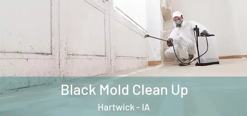  Black Mold Clean Up Hartwick - IA