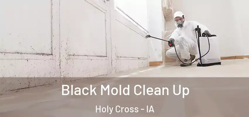Black Mold Clean Up Holy Cross - IA