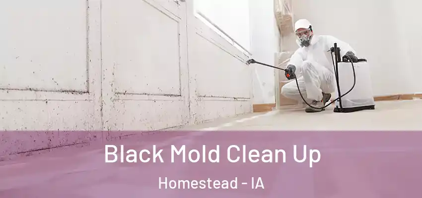 Black Mold Clean Up Homestead - IA