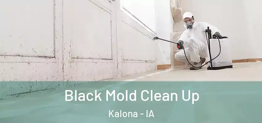 Black Mold Clean Up Kalona - IA
