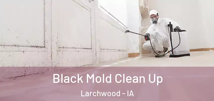 Black Mold Clean Up Larchwood - IA