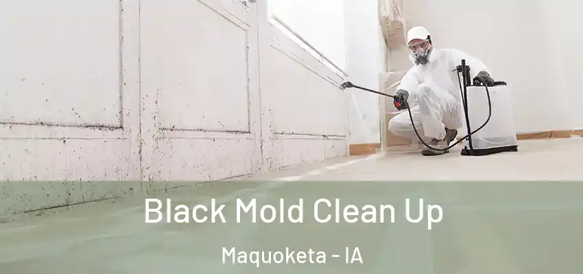 Black Mold Clean Up Maquoketa - IA