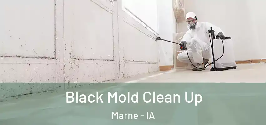 Black Mold Clean Up Marne - IA