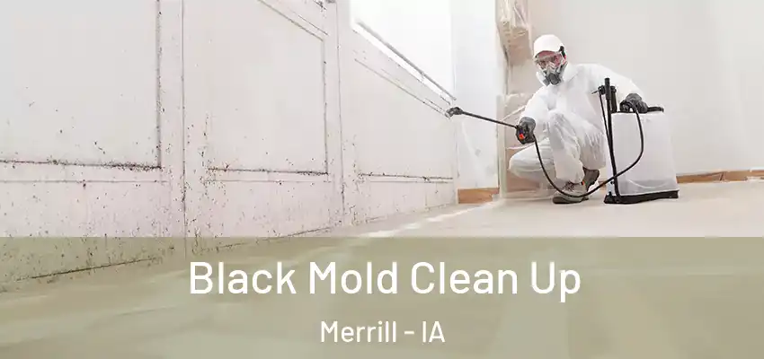  Black Mold Clean Up Merrill - IA