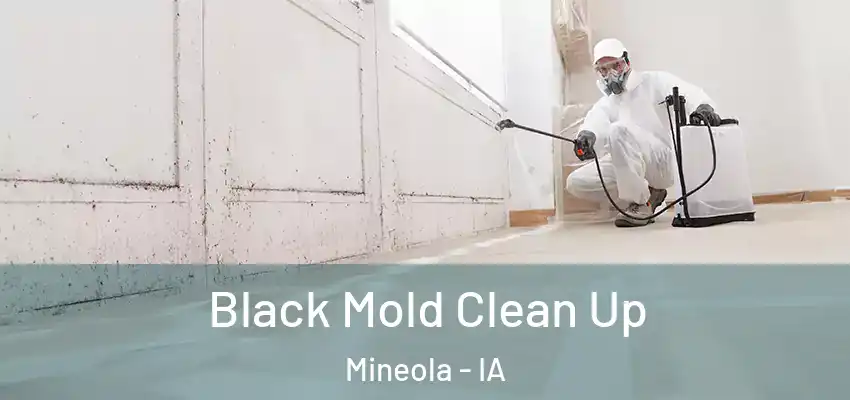  Black Mold Clean Up Mineola - IA