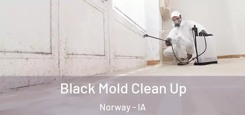  Black Mold Clean Up Norway - IA