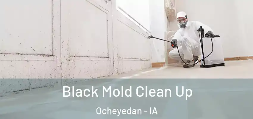  Black Mold Clean Up Ocheyedan - IA