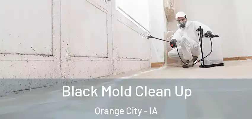  Black Mold Clean Up Orange City - IA