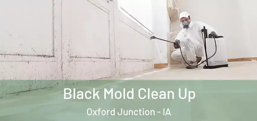  Black Mold Clean Up Oxford Junction - IA