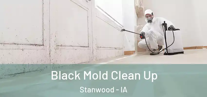 Black Mold Clean Up Stanwood - IA