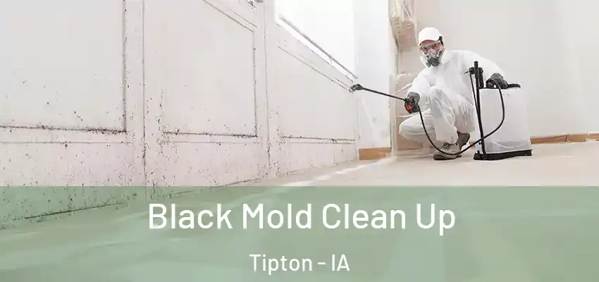 Black Mold Clean Up Tipton - IA