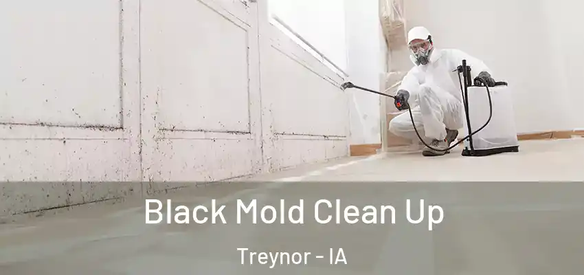  Black Mold Clean Up Treynor - IA
