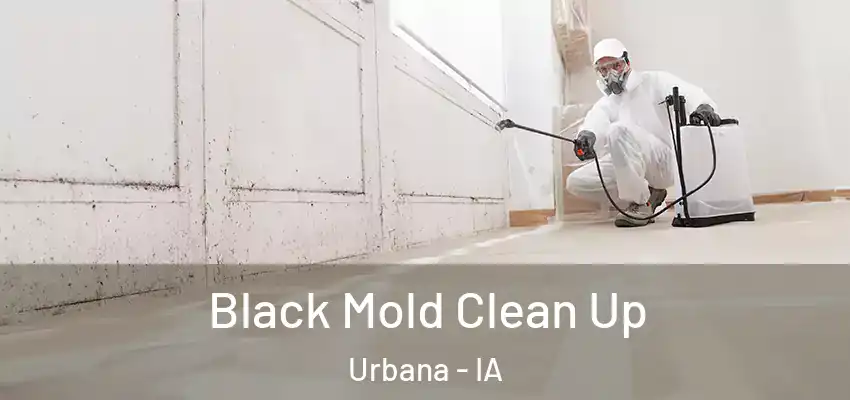  Black Mold Clean Up Urbana - IA