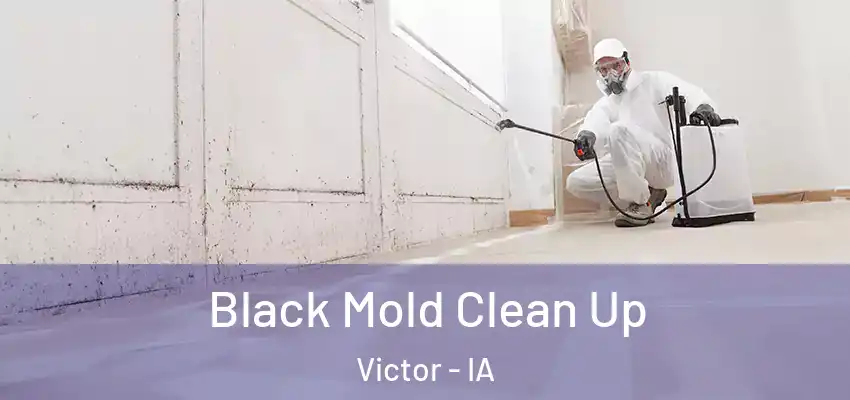  Black Mold Clean Up Victor - IA