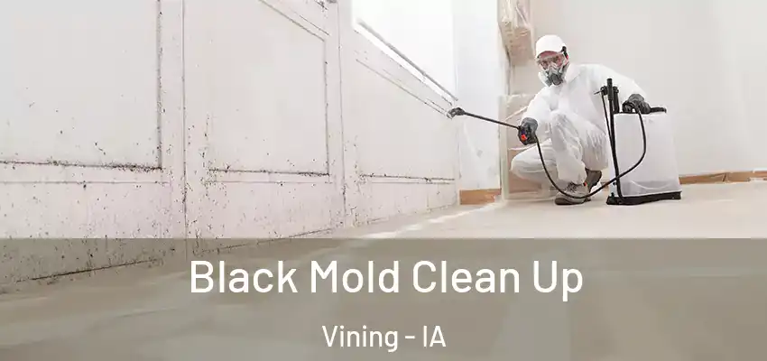  Black Mold Clean Up Vining - IA