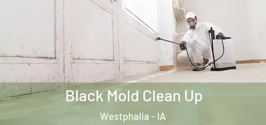 Black Mold Clean Up Westphalia - IA