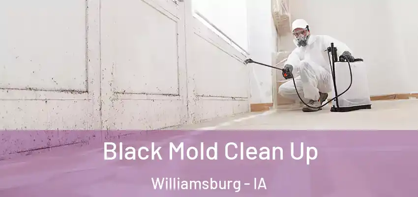 Black Mold Clean Up Williamsburg - IA
