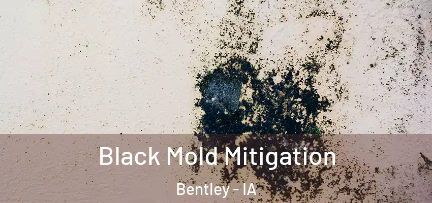 Black Mold Mitigation Bentley - IA