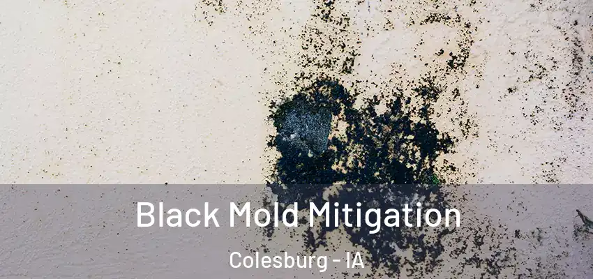  Black Mold Mitigation Colesburg - IA