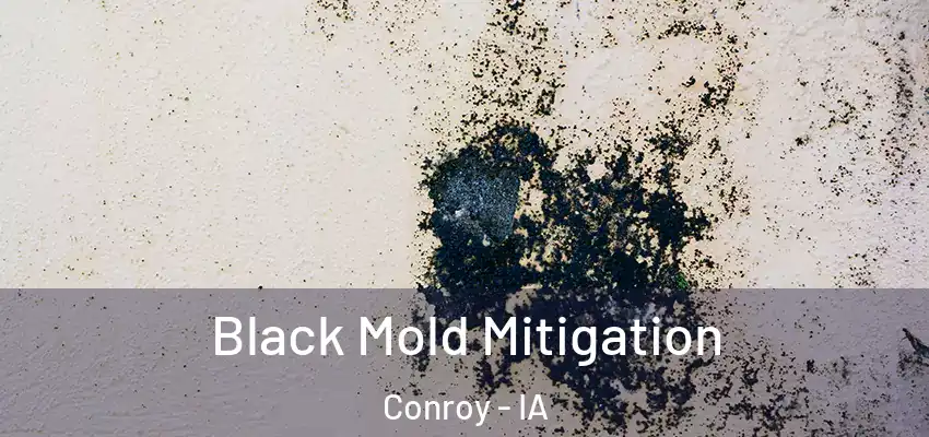  Black Mold Mitigation Conroy - IA
