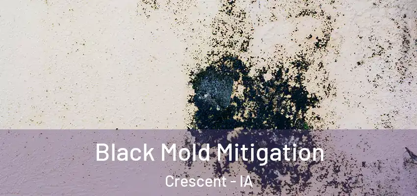 Black Mold Mitigation Crescent - IA