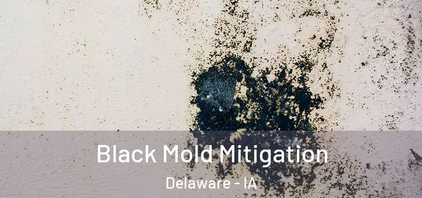 Black Mold Mitigation Delaware - IA