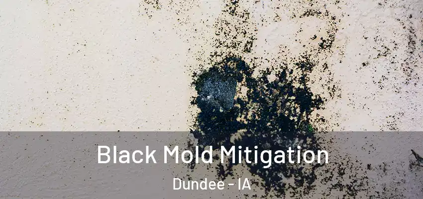 Black Mold Mitigation Dundee - IA