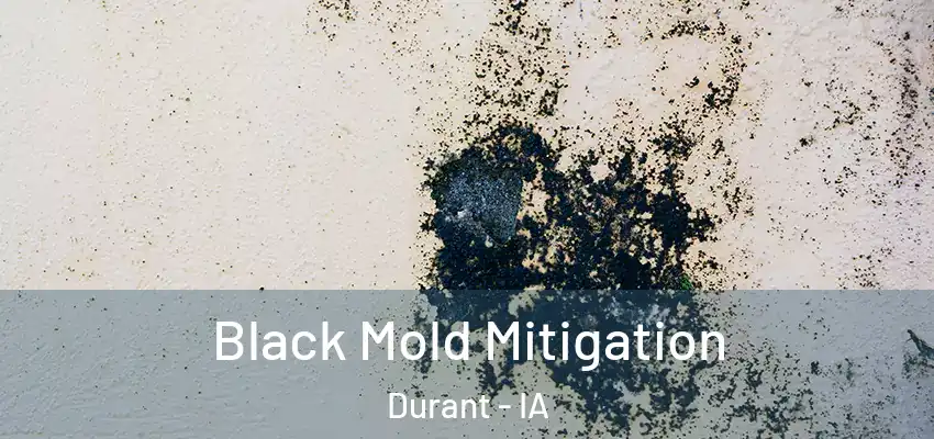 Black Mold Mitigation Durant - IA