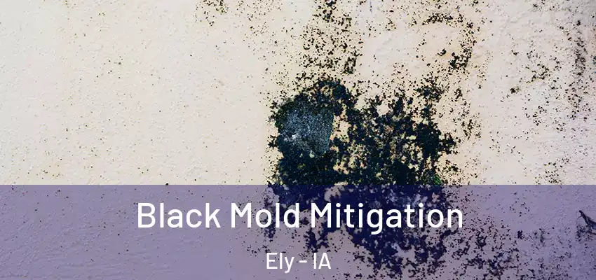  Black Mold Mitigation Ely - IA