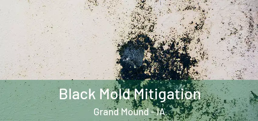 Black Mold Mitigation Grand Mound - IA