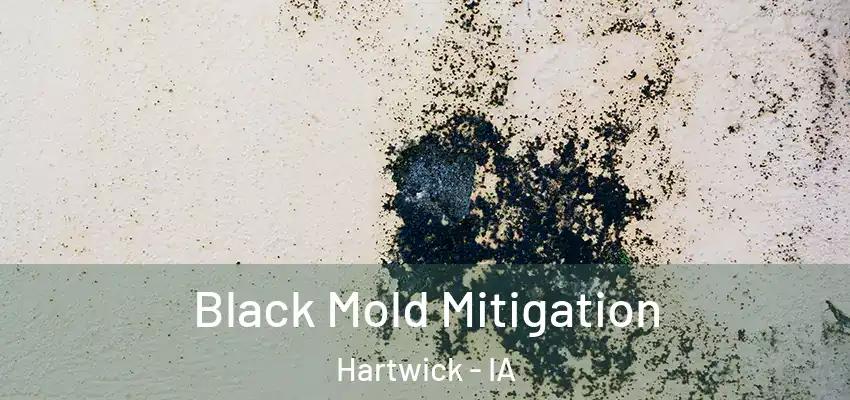 Black Mold Mitigation Hartwick - IA