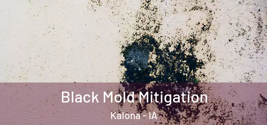 Black Mold Mitigation Kalona - IA