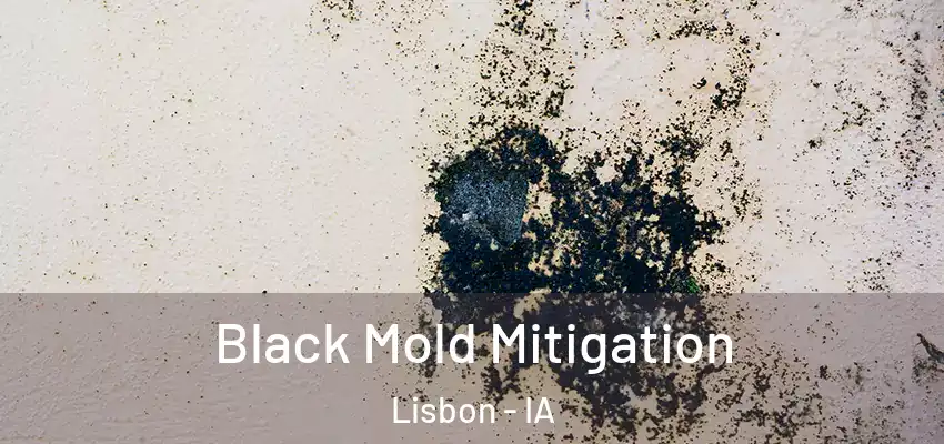 Black Mold Mitigation Lisbon - IA