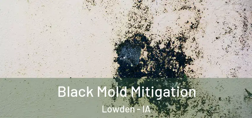Black Mold Mitigation Lowden - IA