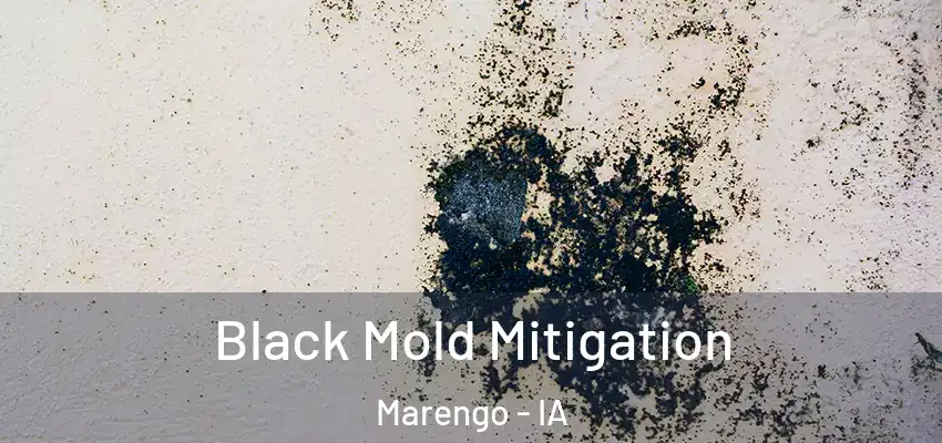  Black Mold Mitigation Marengo - IA