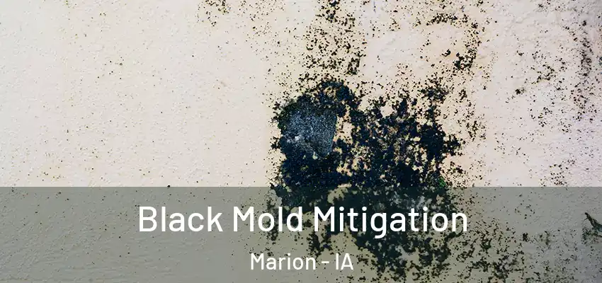  Black Mold Mitigation Marion - IA