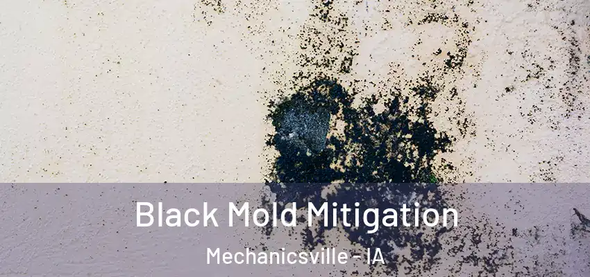  Black Mold Mitigation Mechanicsville - IA