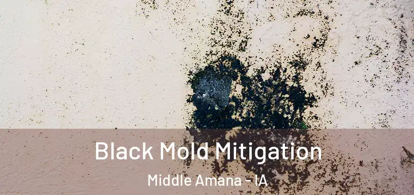 Black Mold Mitigation Middle Amana - IA