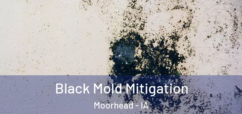  Black Mold Mitigation Moorhead - IA