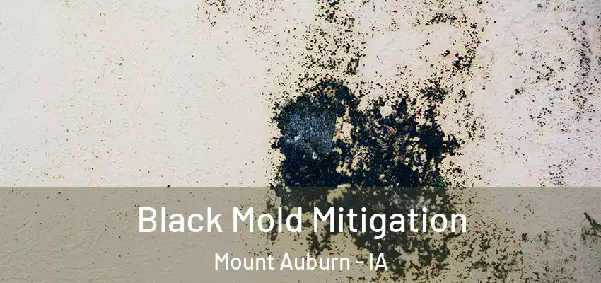 Black Mold Mitigation Mount Auburn - IA