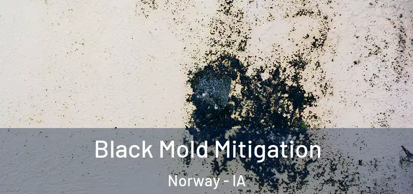  Black Mold Mitigation Norway - IA