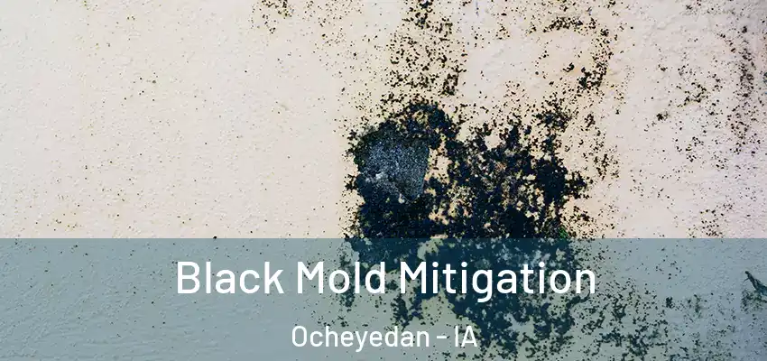  Black Mold Mitigation Ocheyedan - IA