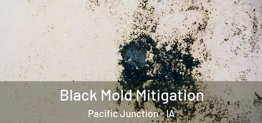  Black Mold Mitigation Pacific Junction - IA
